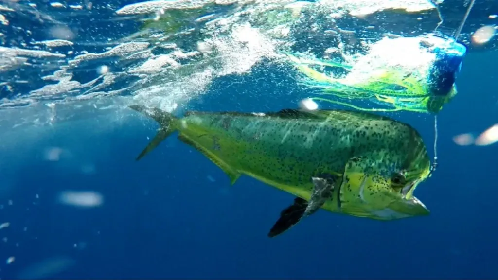 Gran dorado o mahi-mahi verde y dorado bajo el agua