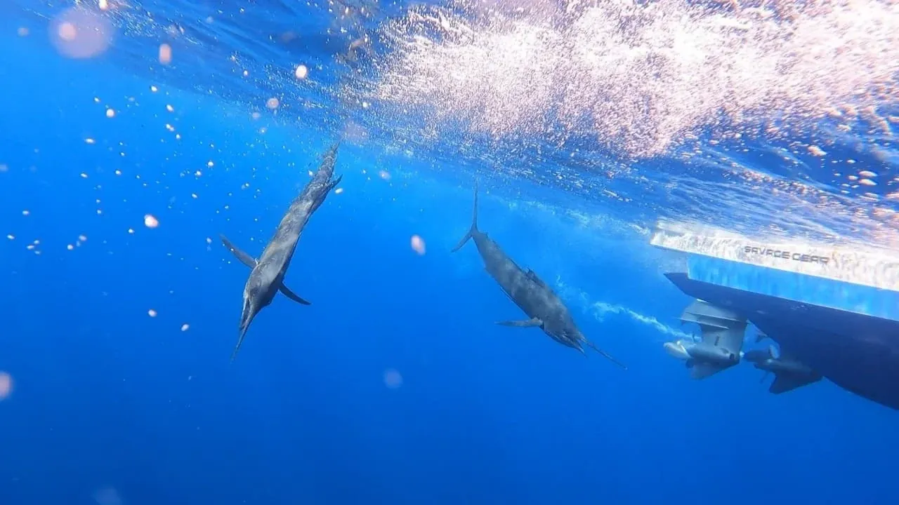 Peces en aguas azules