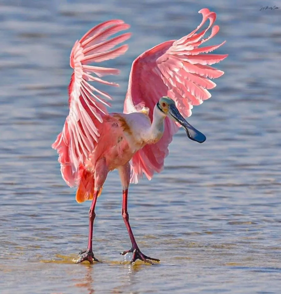 Birdlife along the Tárcoles River