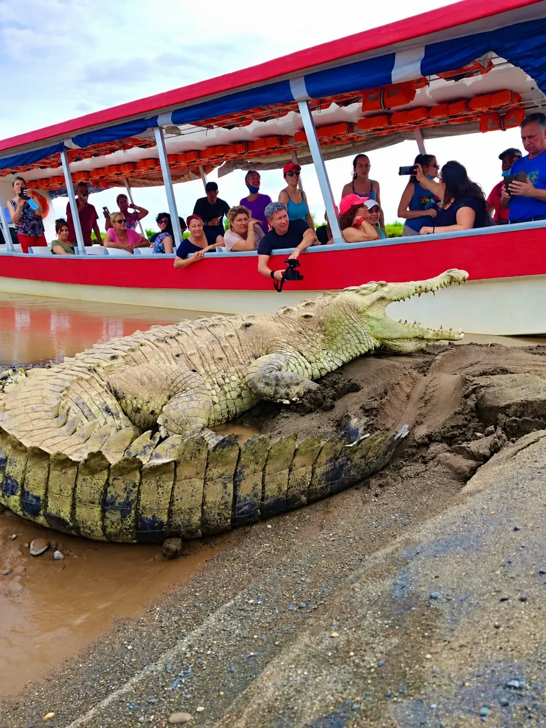 Crocodiles and a covered river boat