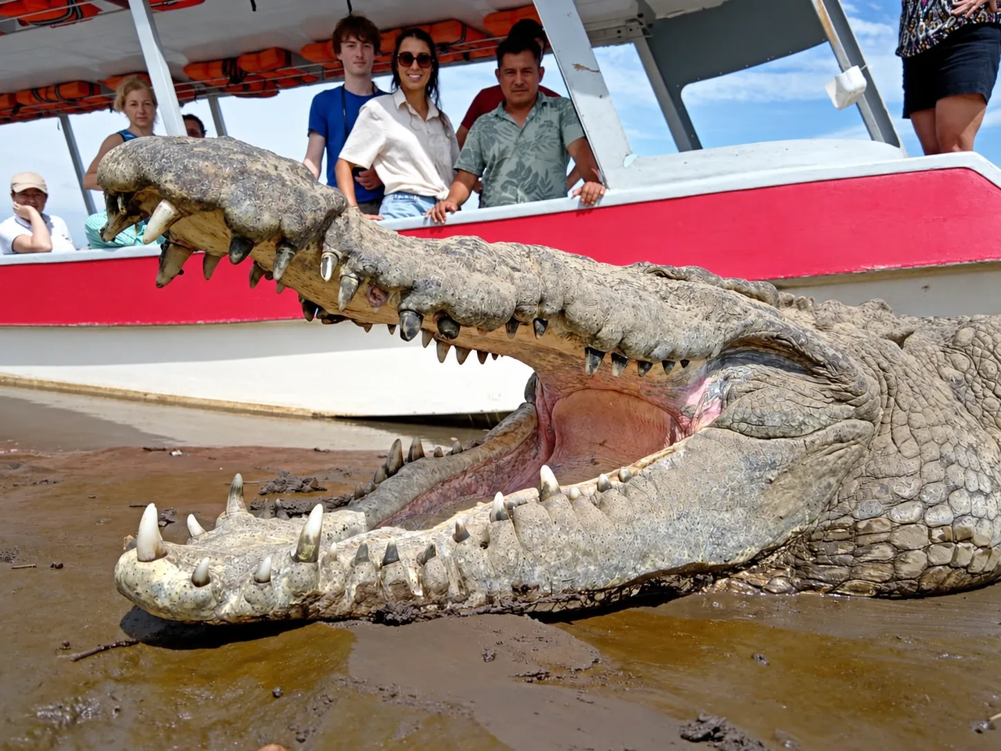 A close view of an American crocodile