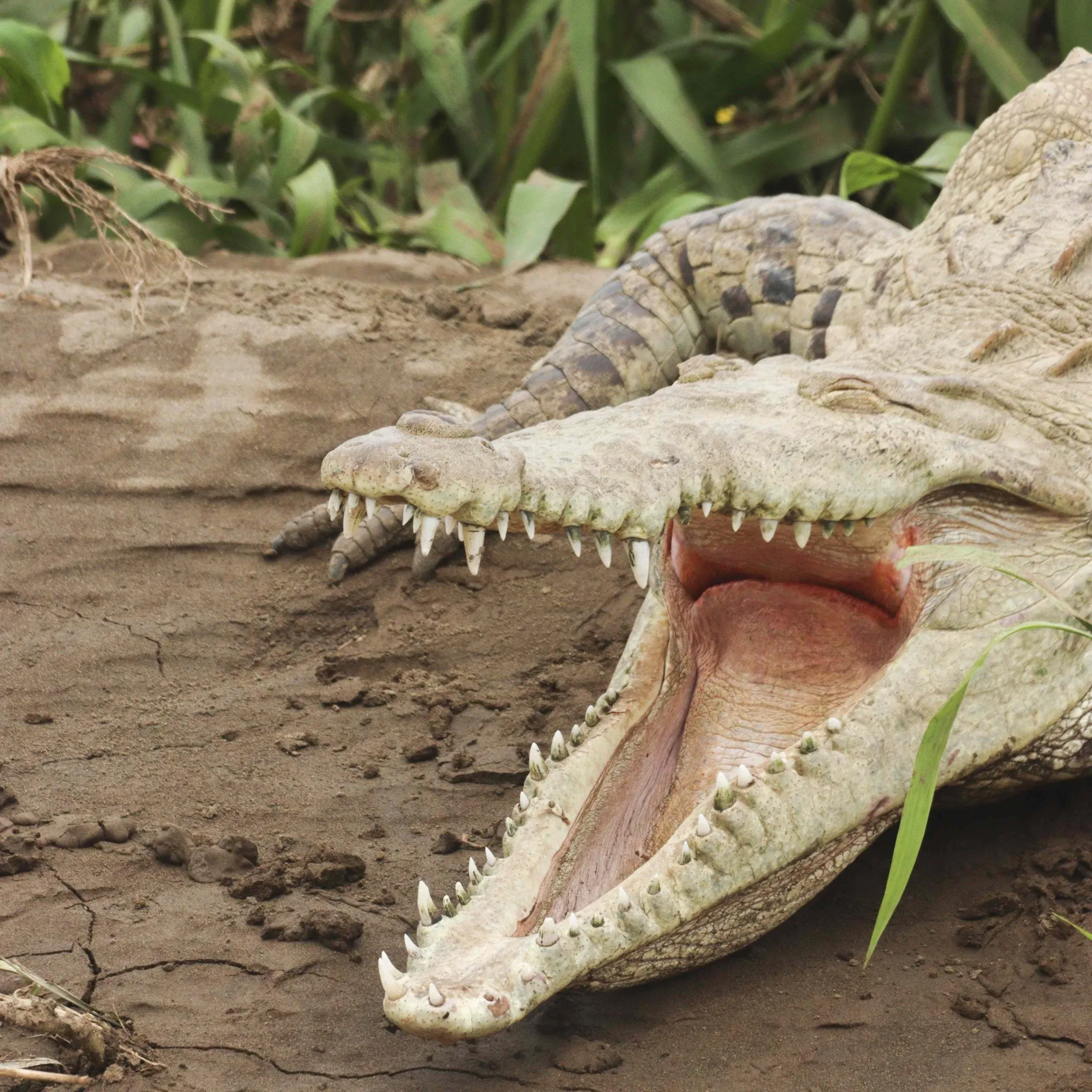 American crocodile with its jaws open