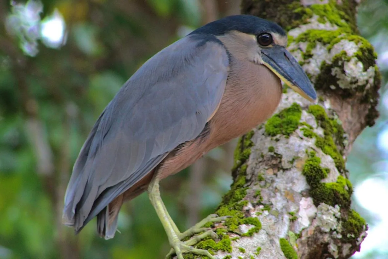 Heron in the riverside habitat