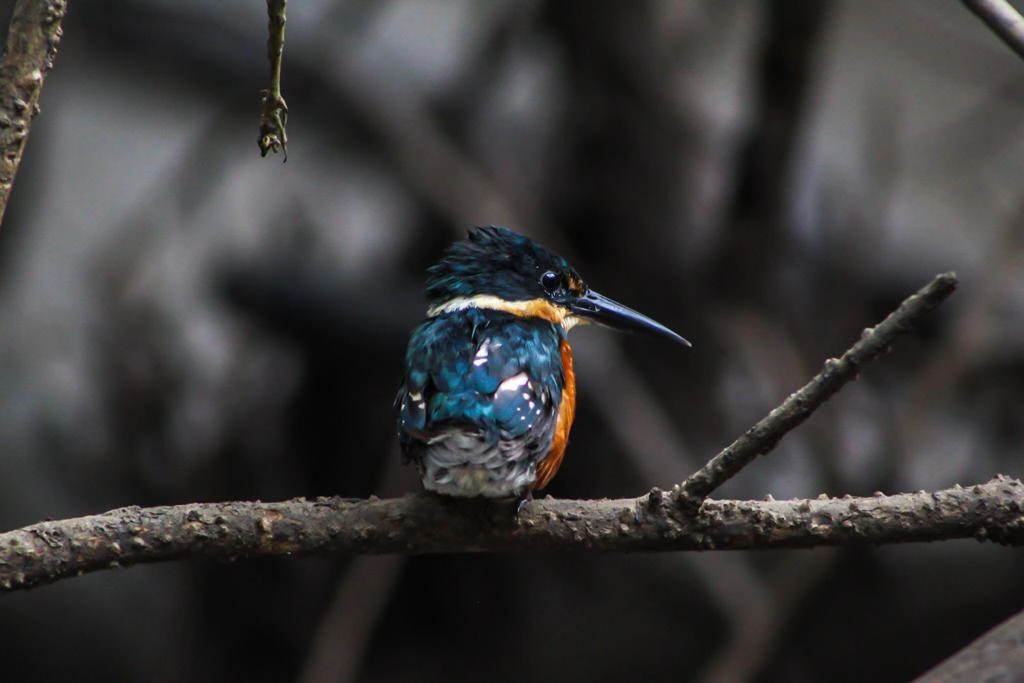 Kingfisher among the river vegetation