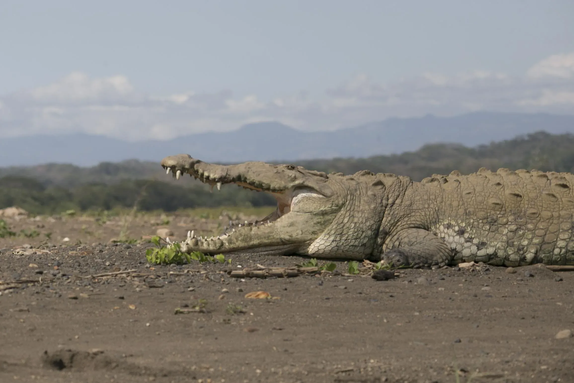 Large crocodile resting on the riverbank