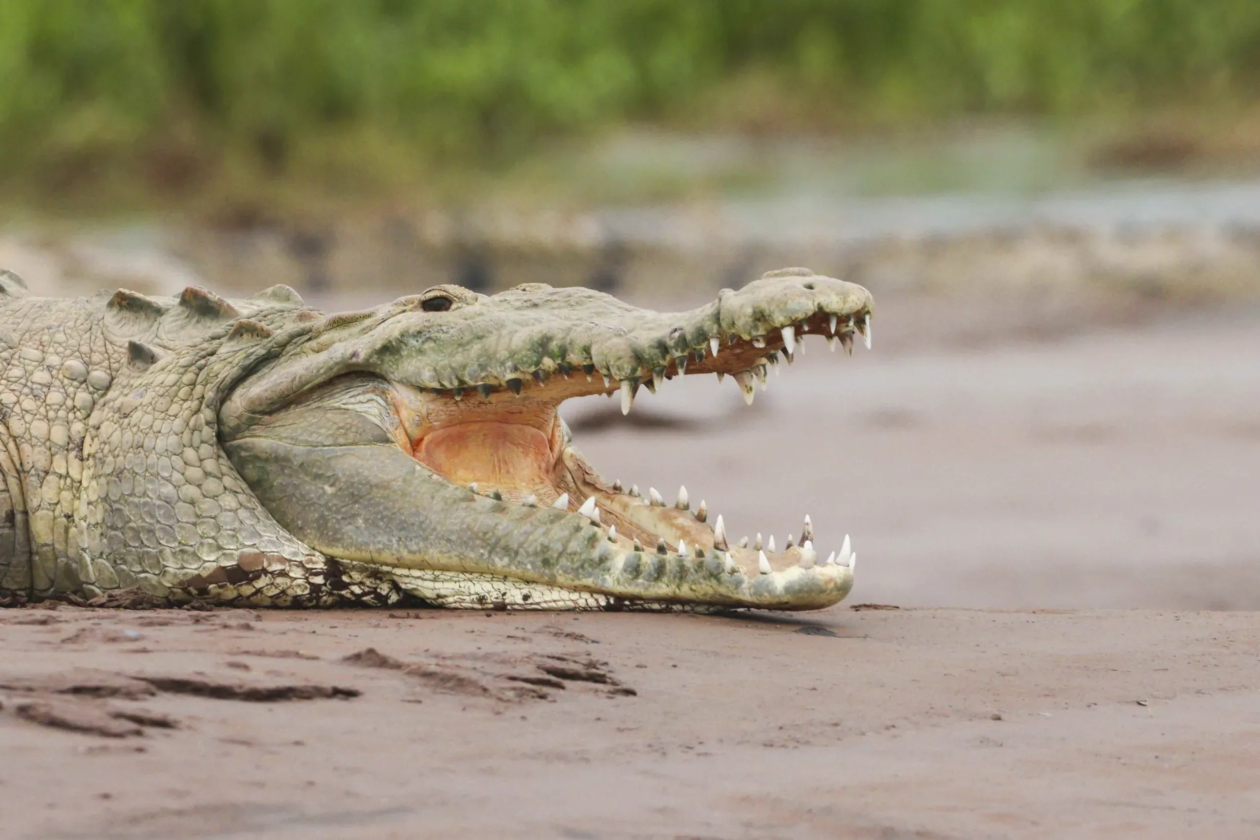 American crocodile with its jaws open beside the Tárcoles River