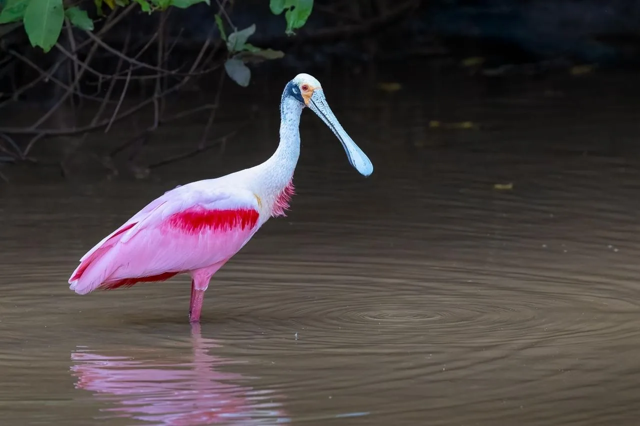 Roseate spoonbill by the river